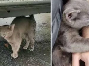 L’uomo aiuta il piccolo gattino grigio e lui si rifiuta di lasciare il suo fianco: è nato un legame indissolubile