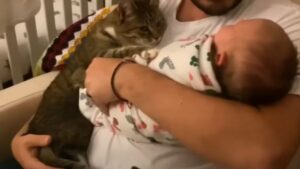 Siamo una famiglia: l’incontro tra la gatta e il neonato fa sciogliere i cuori