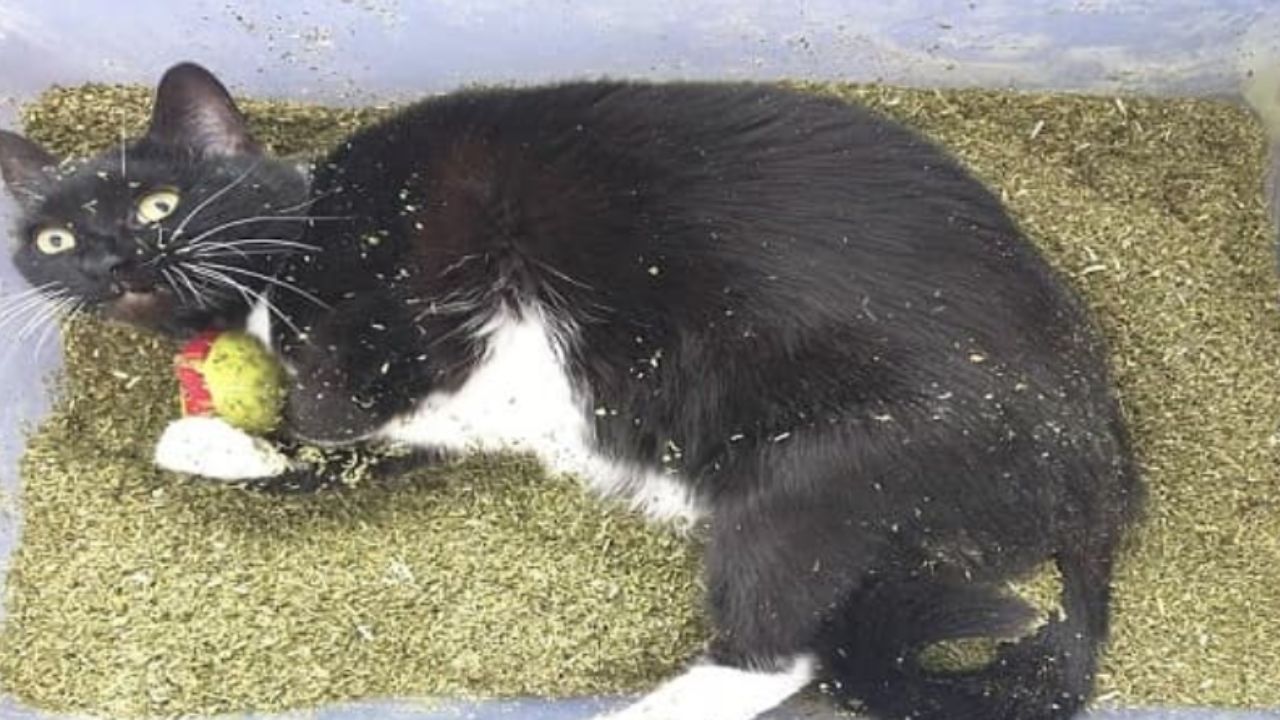 gatto con pelo ricoperto di erba gatta