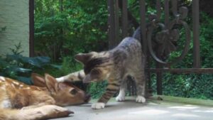 Il gattino non riesce a contenere l’eccitazione quando trova il cucciolo di cervo davanti al cancello