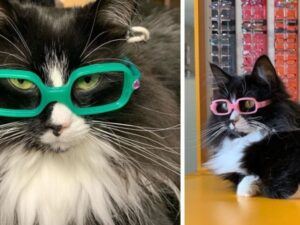 Questo gatto lavora nello studio di un’oculista per dimostrare ai bimbi che indossare gli occhiali non è un problema
