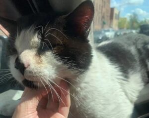 Gatto ferito sale sul taxi per essere salvato