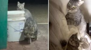 Amore e pazienza: per salvarli, questa donna ha passato mesi a conquistare la fiducia dei gatti randagi