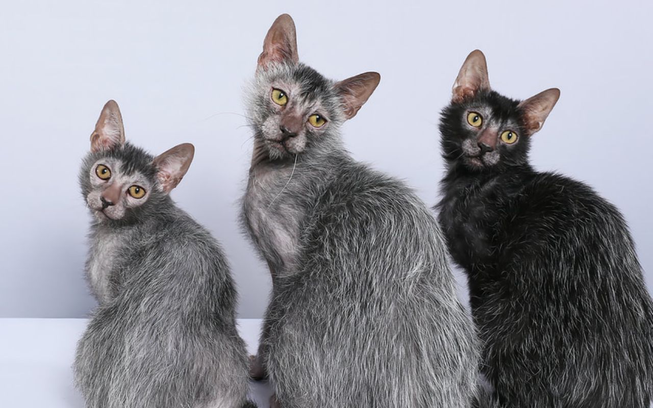 tre gatti della stessa razza che si somigliano moltissimo