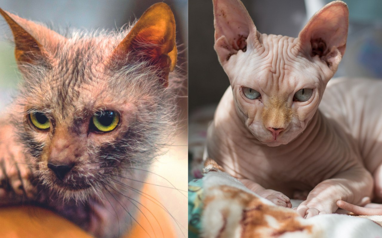 due gatti di razze diverse che si somigliano in parte
