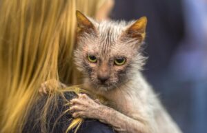 Lykoi, gatto longevo? Tutto sulla salute e sulle malattie