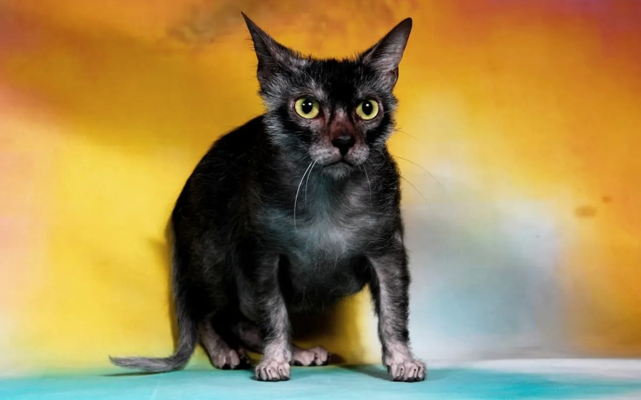 gatto nero e grigio con il pelo strano e lo sguardo infastidito