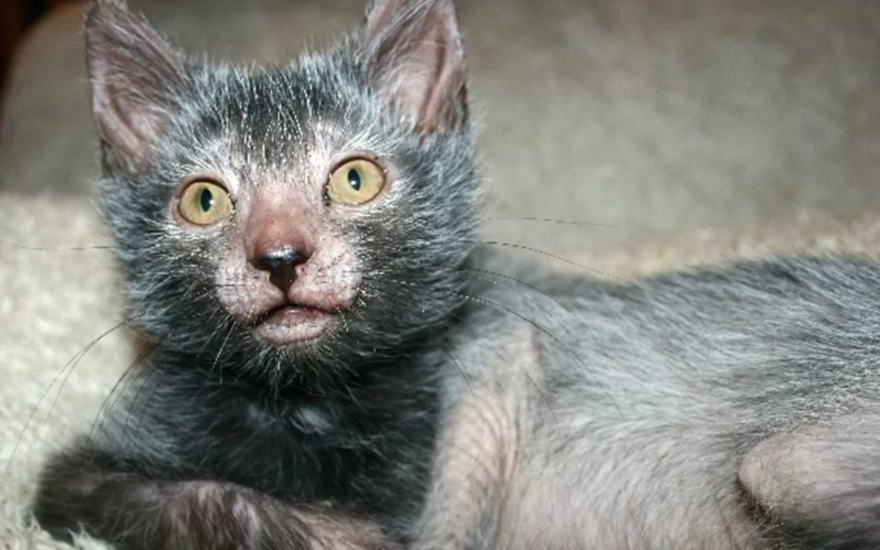 gattino di razza molto strana che somiglia a un lupo col pelo grigio