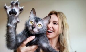 Gatto Lykoi, carattere e temperamento: tutto sulla razza