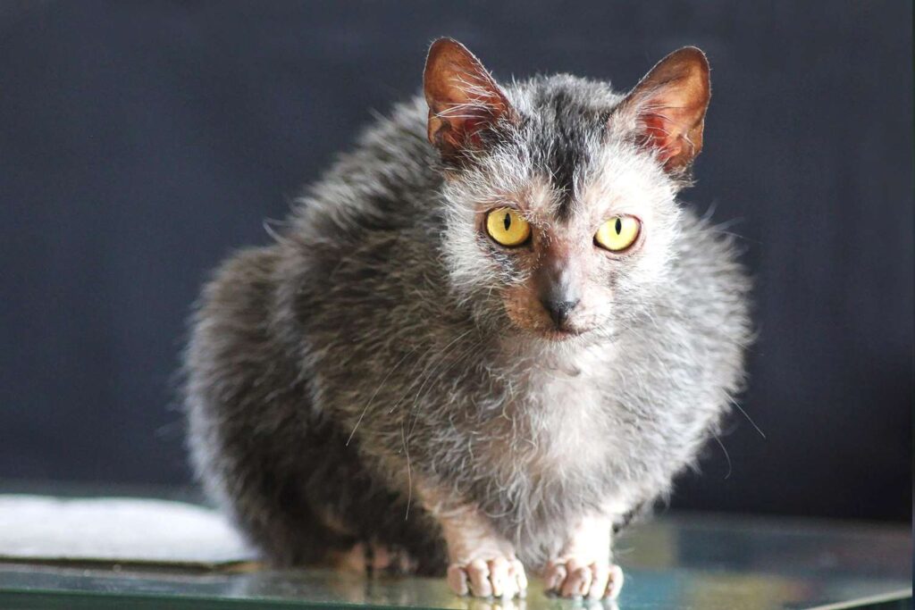 Gatto Lykoi: cosa mangia, dieta ideale e alimenti proibiti