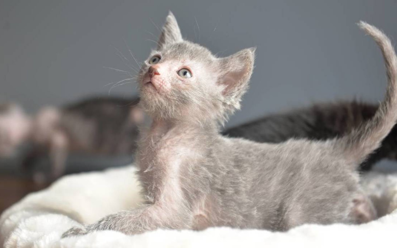 gattino di razza Lykoi col pelo grigio che sta disteso sul letto