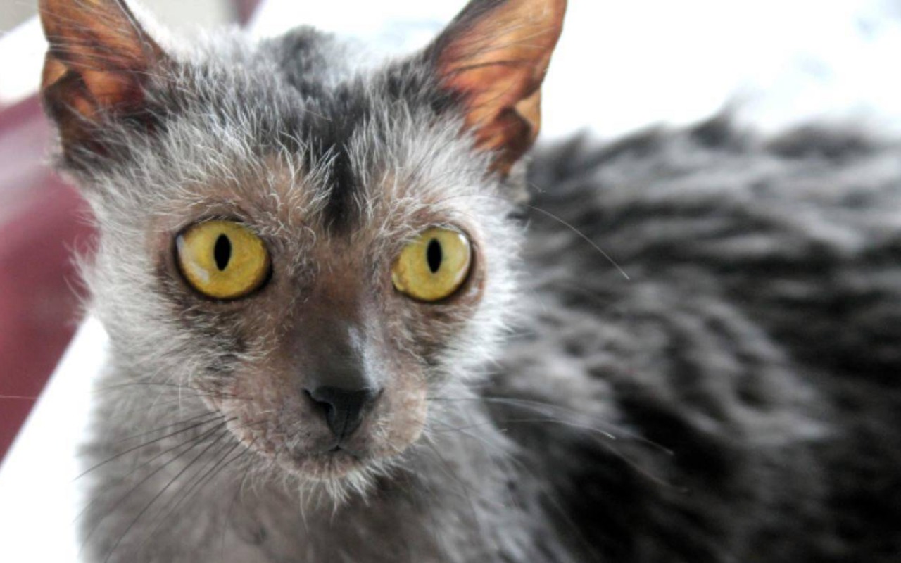 gatto con il pelo strano e arruffato