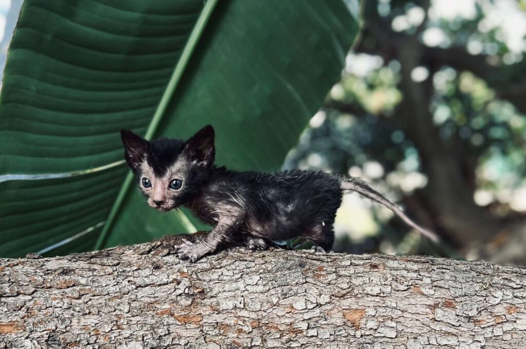 Gatto Lykoi cucciolo: tutto sui gattini di questa razza