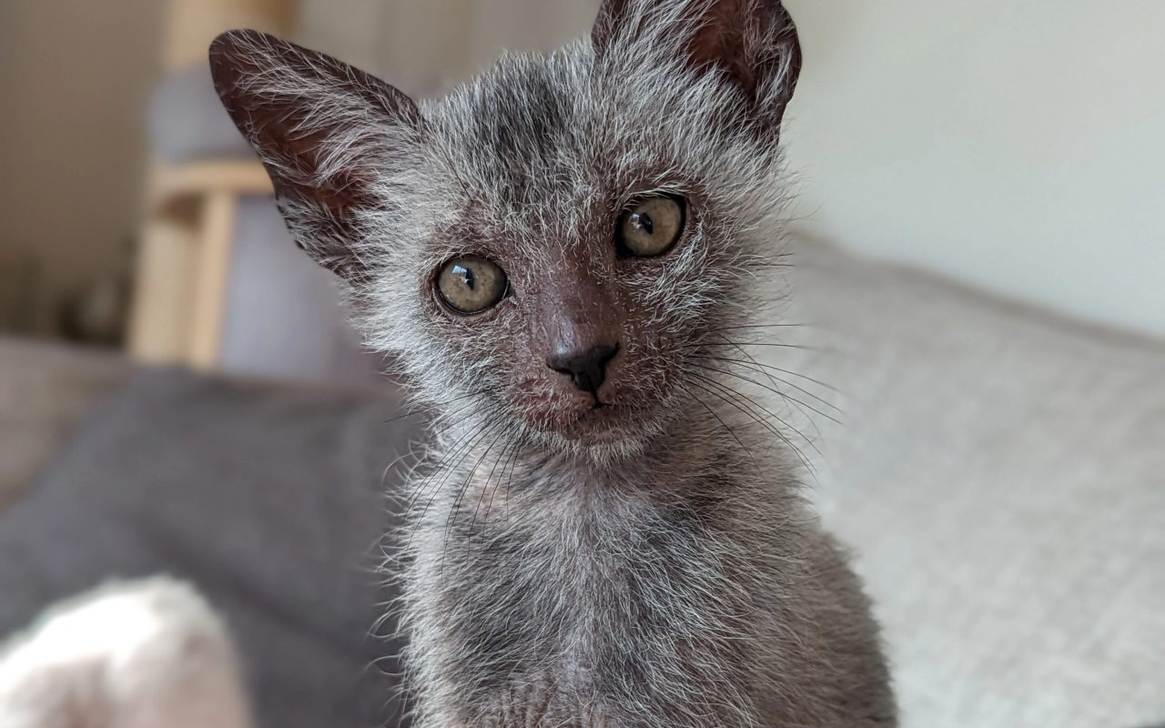 gattino grigio e spelacchiato