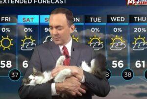 Il gatto interrompe un meteorologo in tv e guadagna un nuovo padrone e… un lavoro