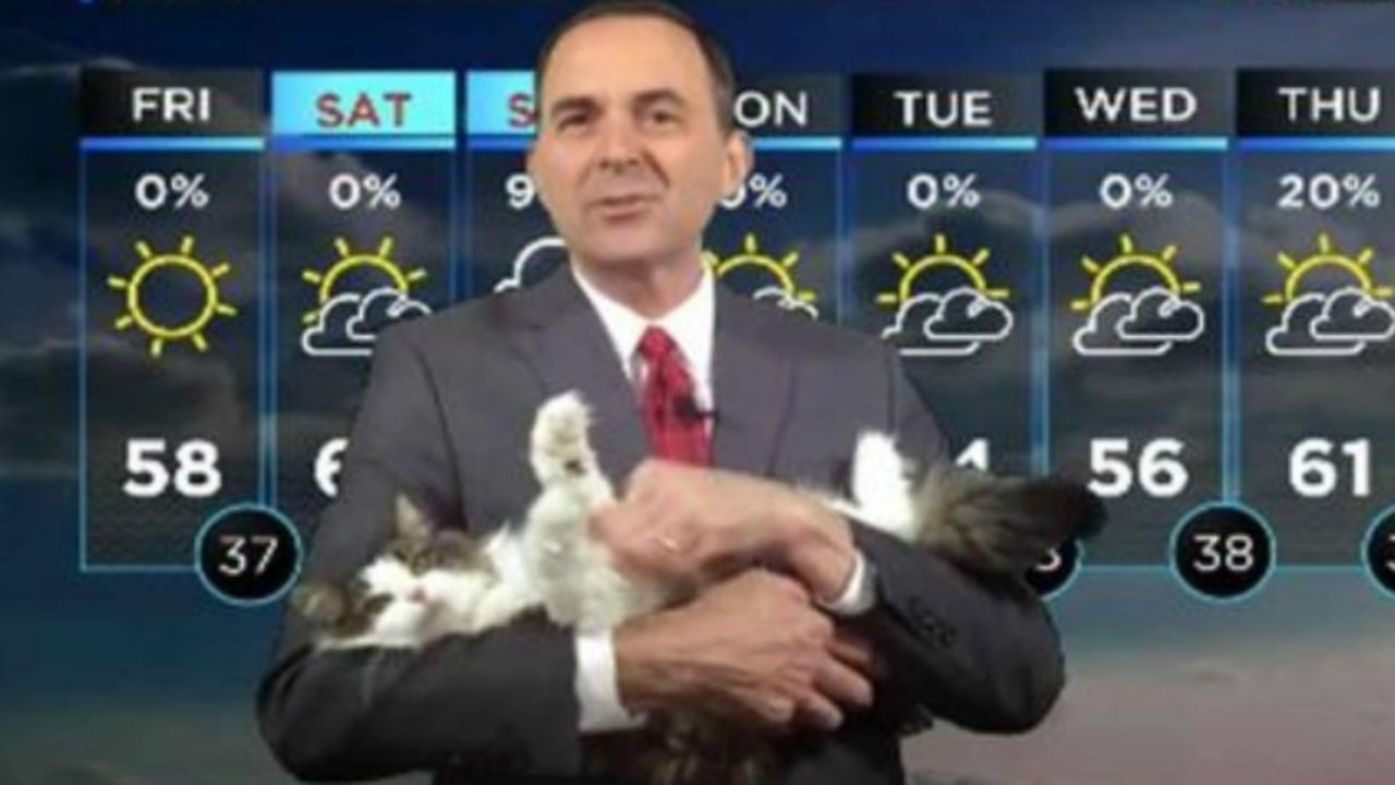 gatto meteorologo