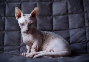 Gatto Minskin, carattere e temperamento: tutto sulla razza