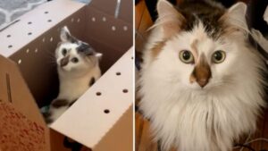 È arrivato nella sua nuova casa, ma il gatto era talmente traumatizzato da non voler lasciare la scatola