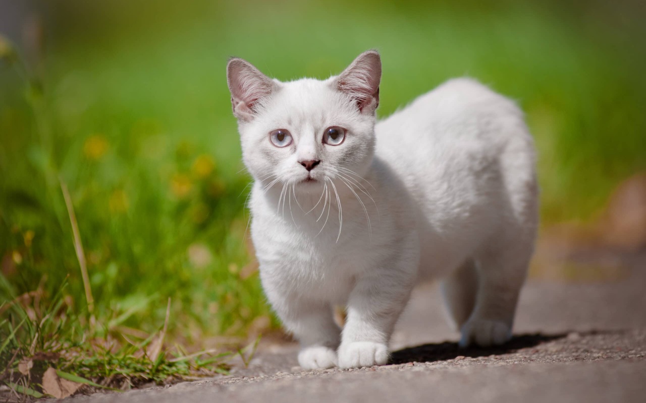 gatto con le zampe molto più corte rispetto al resto del corpo