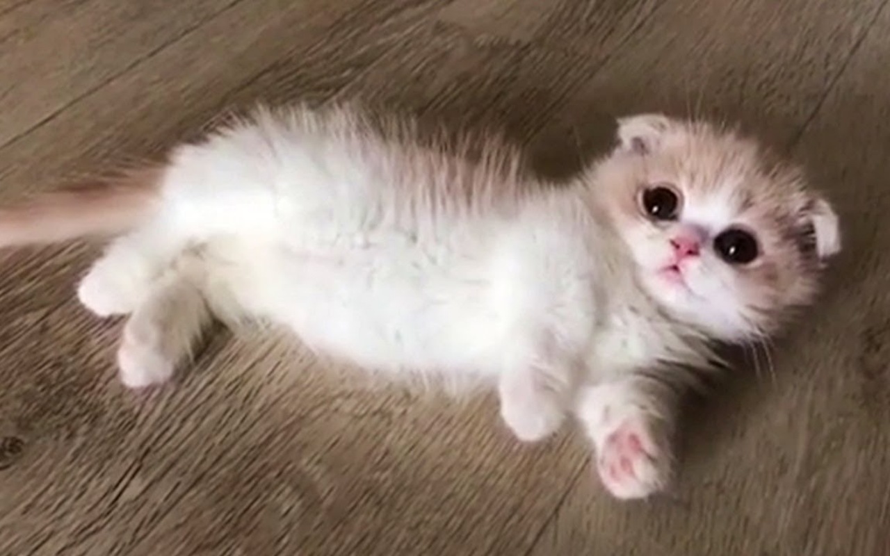 gattino molto piccolo che rotola sul pavimento