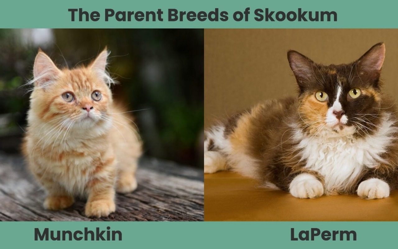 Due esemplari di gatti LaPerm e Munchkin