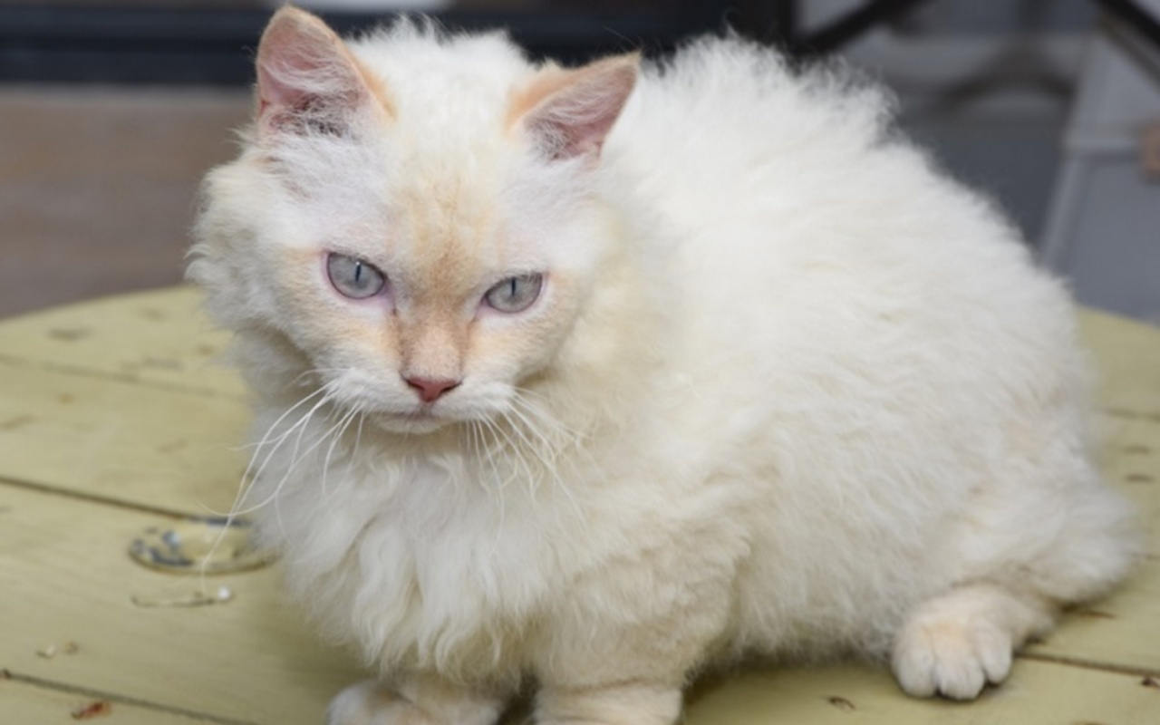 gatto bianco con gli occhi chiari