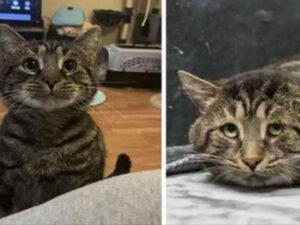 Il gatto del rifugio triste e depresso è irriconoscibile nella sua nuova casa