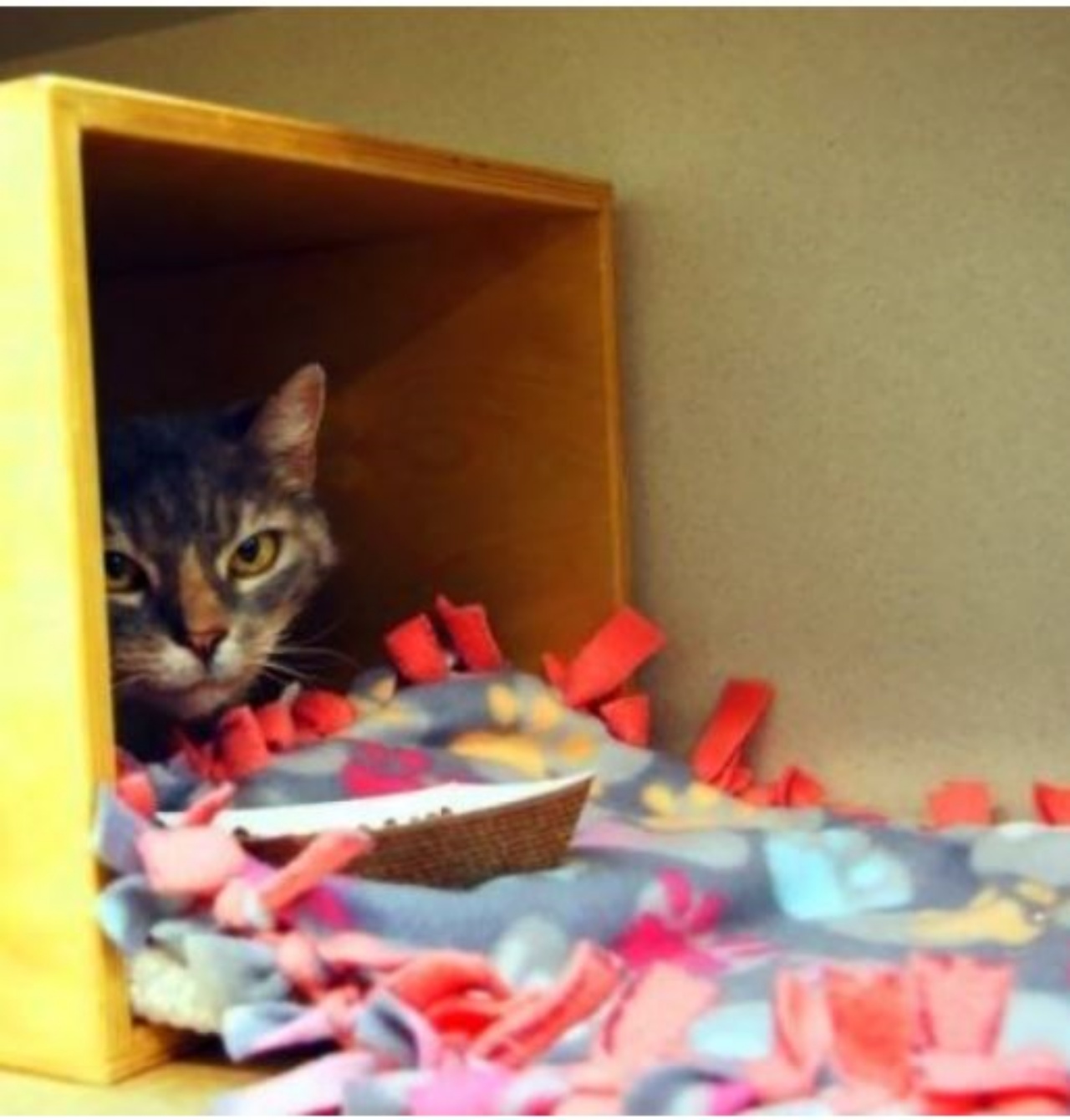 un gattino dentro una cuccia in un rifugio