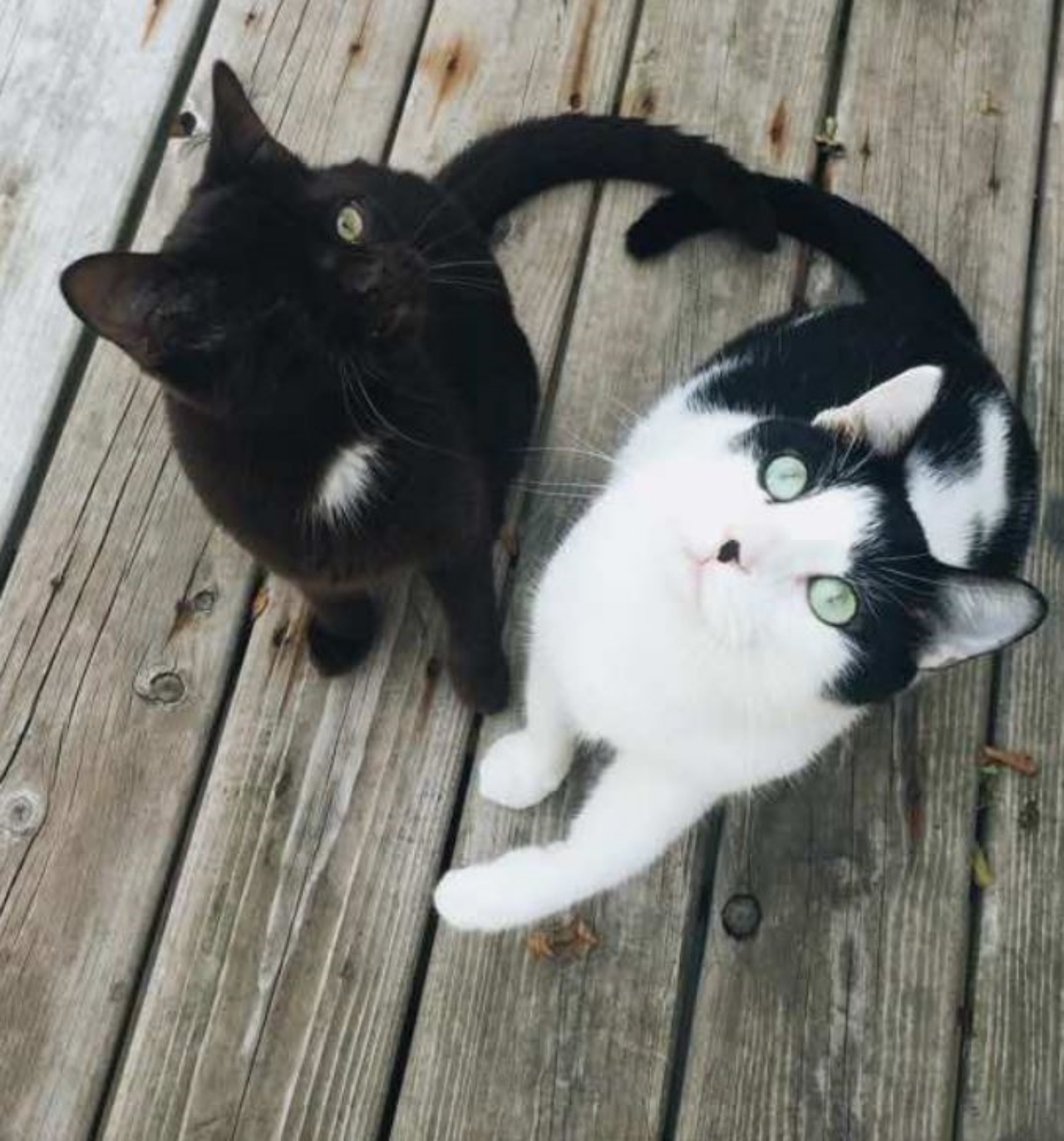 un gatto nero di nome Wesley insieme ad un altro gatto