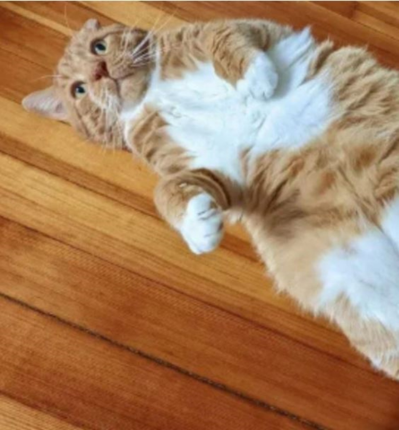 Un gatto arancione di nome Garfield steso in terra