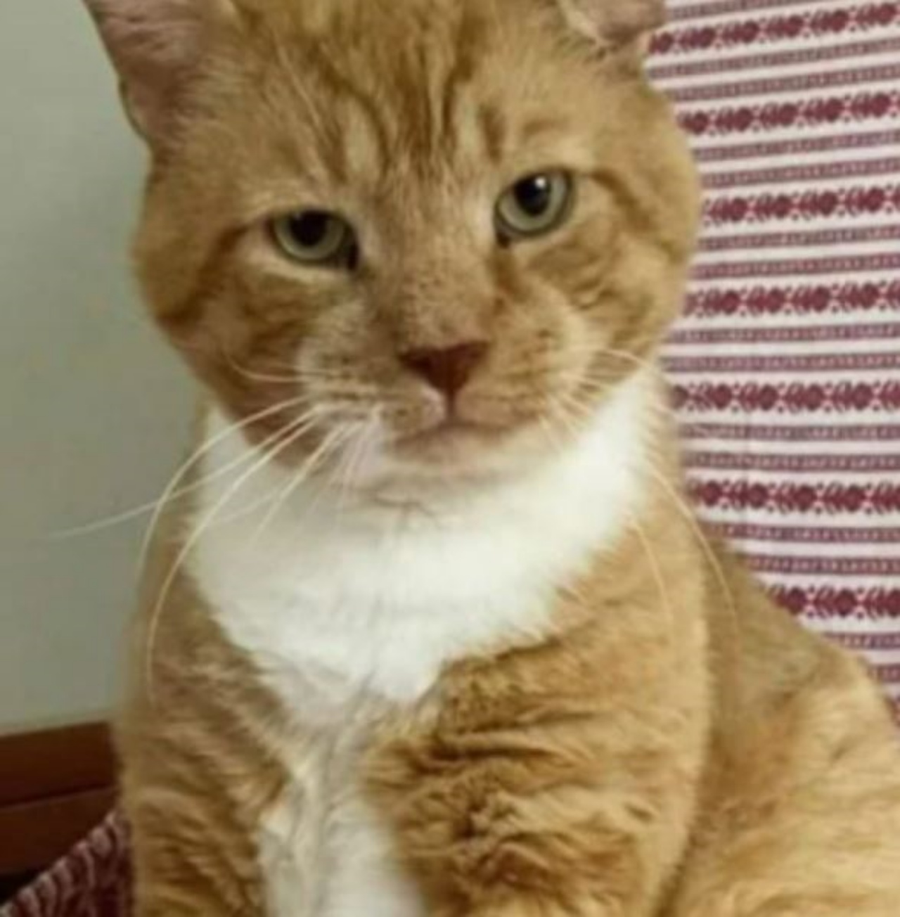 Un gatto di nome Garfield