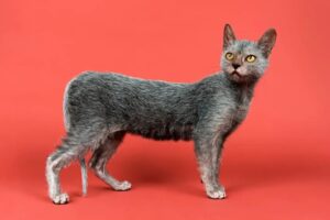 Lykoi, il gatto lupo: le curiosità su questa razza