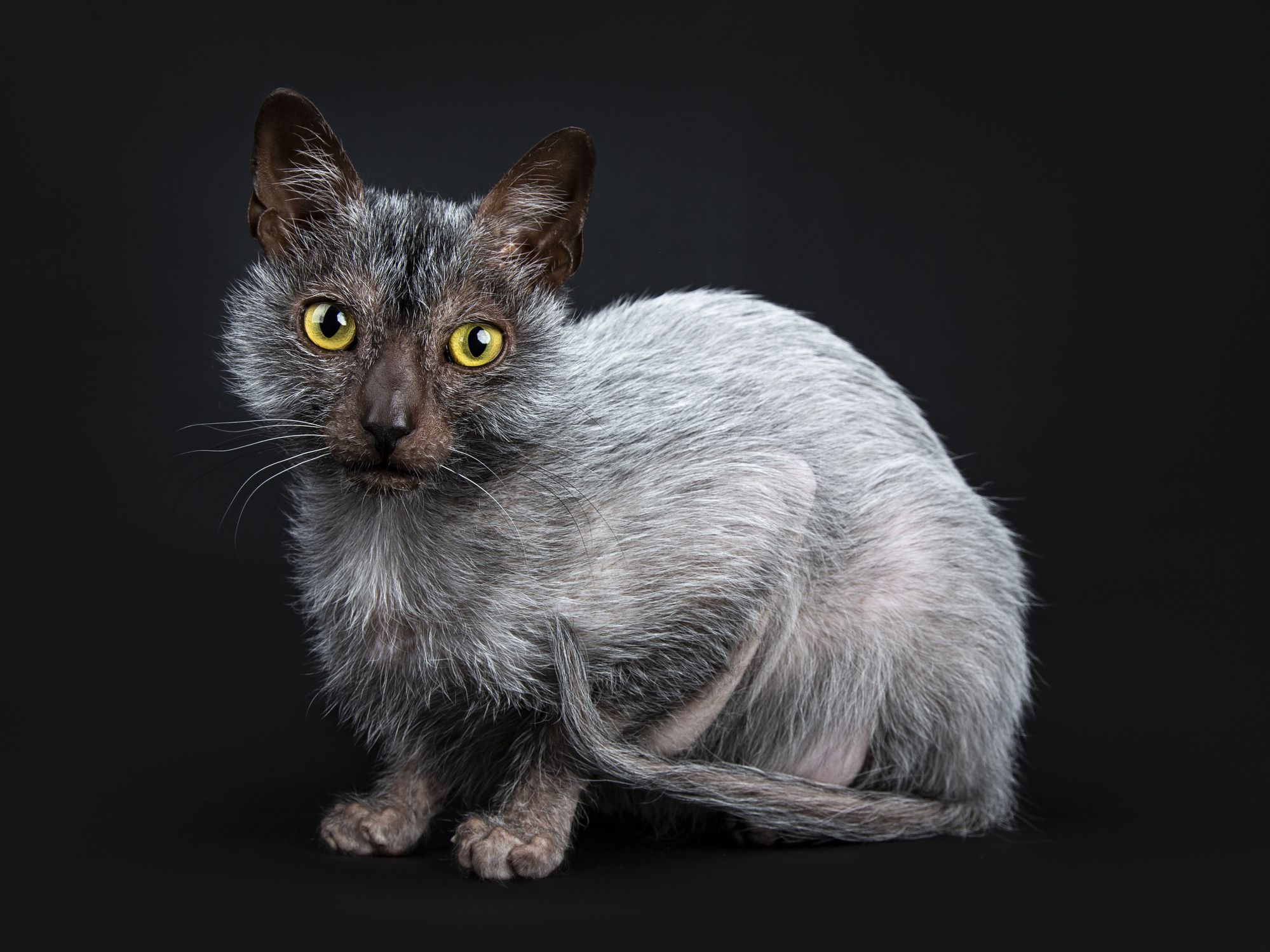 Gatto Lykoi