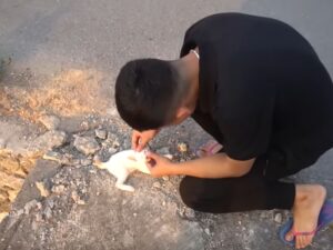 Giaceva privo di sensi sulla strada, tutti passavano senza ascoltare questo povero gatto