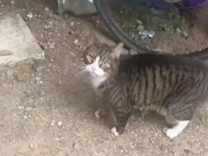 Il gatto è tornato dalla coppia che lo ha trovato ed è pronto a cambiare la propria vita