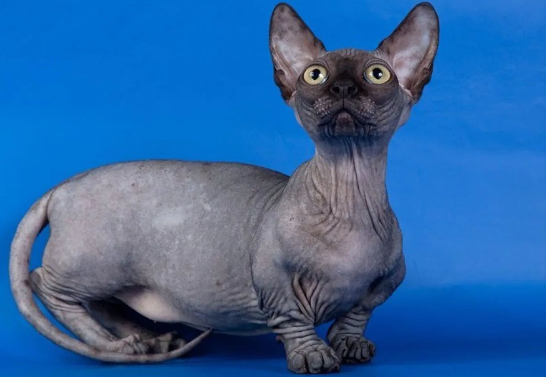 Gatto Minskin con pelo scuro