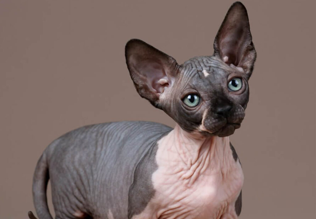 gatto anallergico con occhi blu