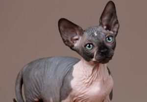 gatto anallergico con occhi blu