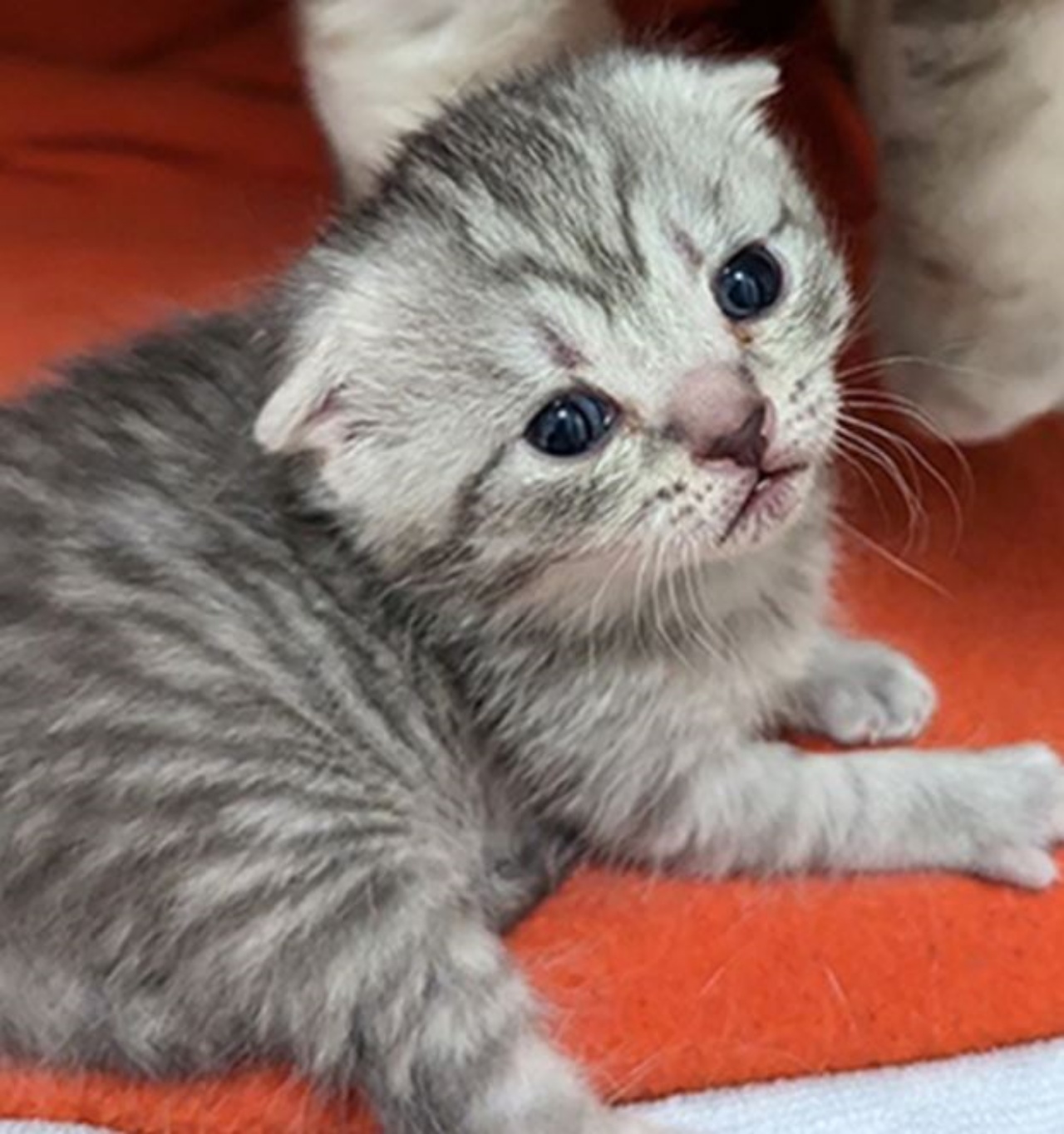 un piccolo gattino grigio topo