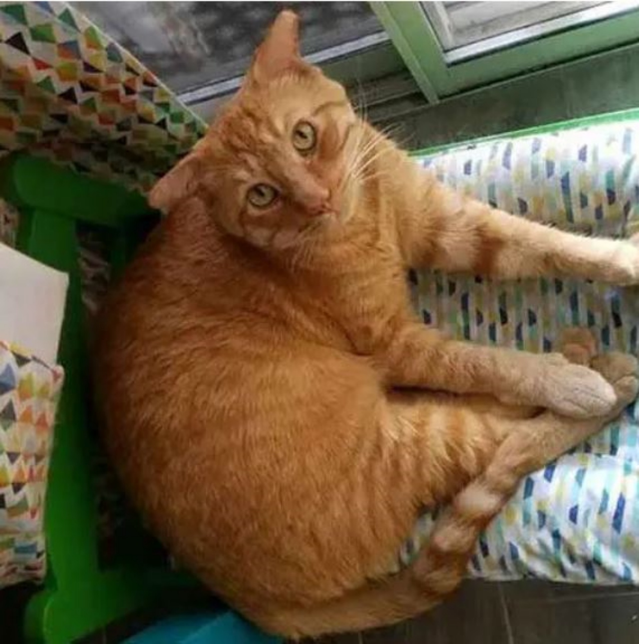 Un gatto arancione di nome Romeo