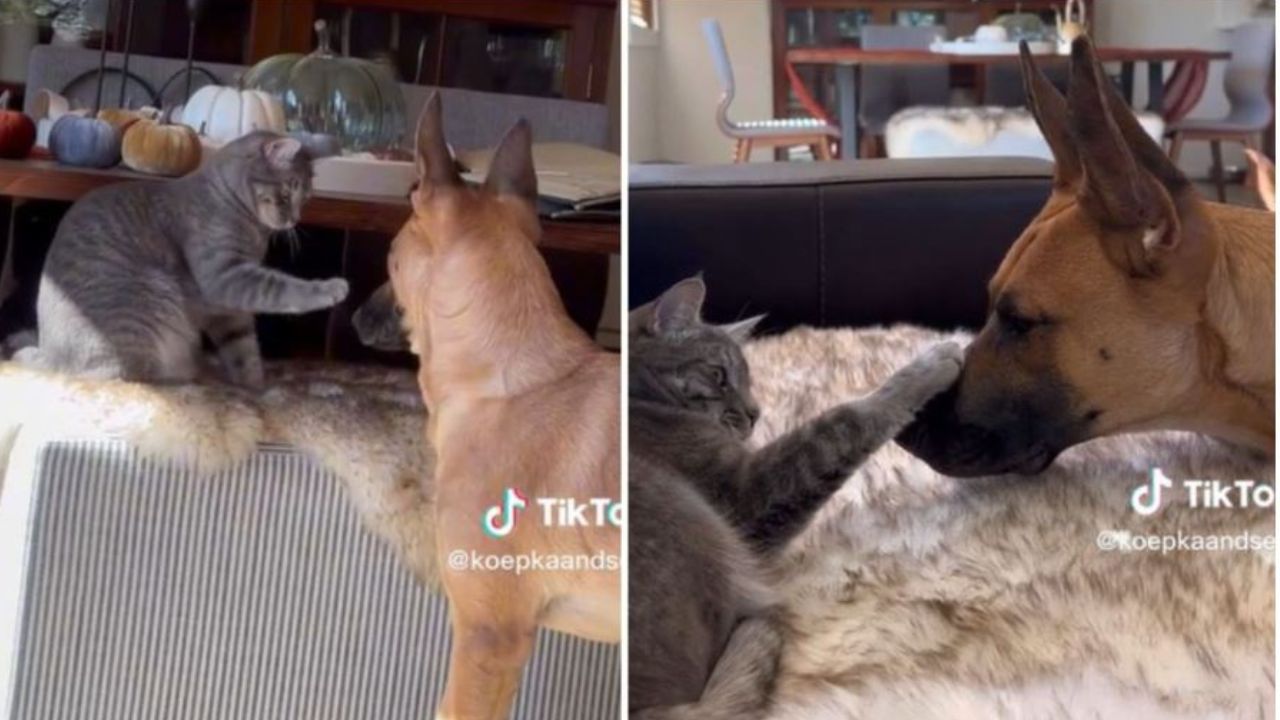 Un gatto e un cane sul divano
