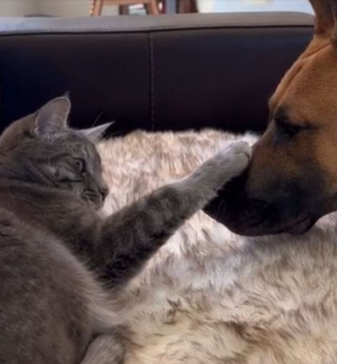 Un gatto grigio e un cane
