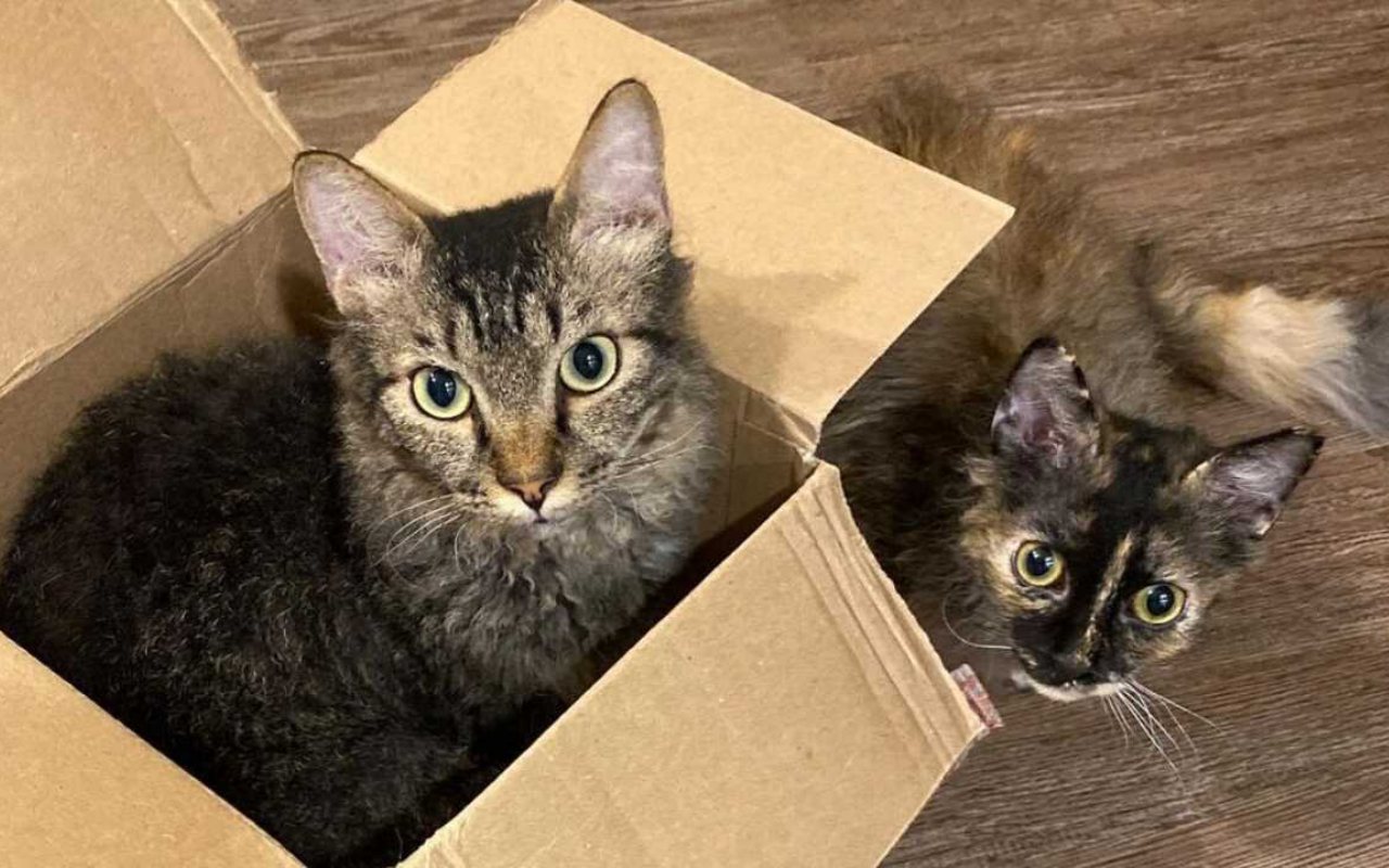 gattini che giocano con una scatola di cartone