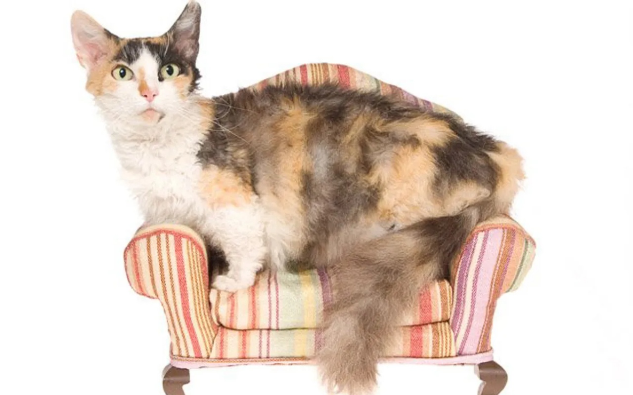 gatto di razza skookum sul divano