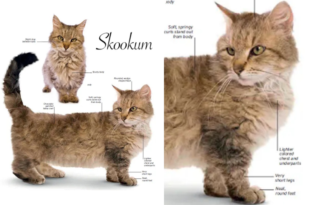 caratteristiche del gatto Skookum