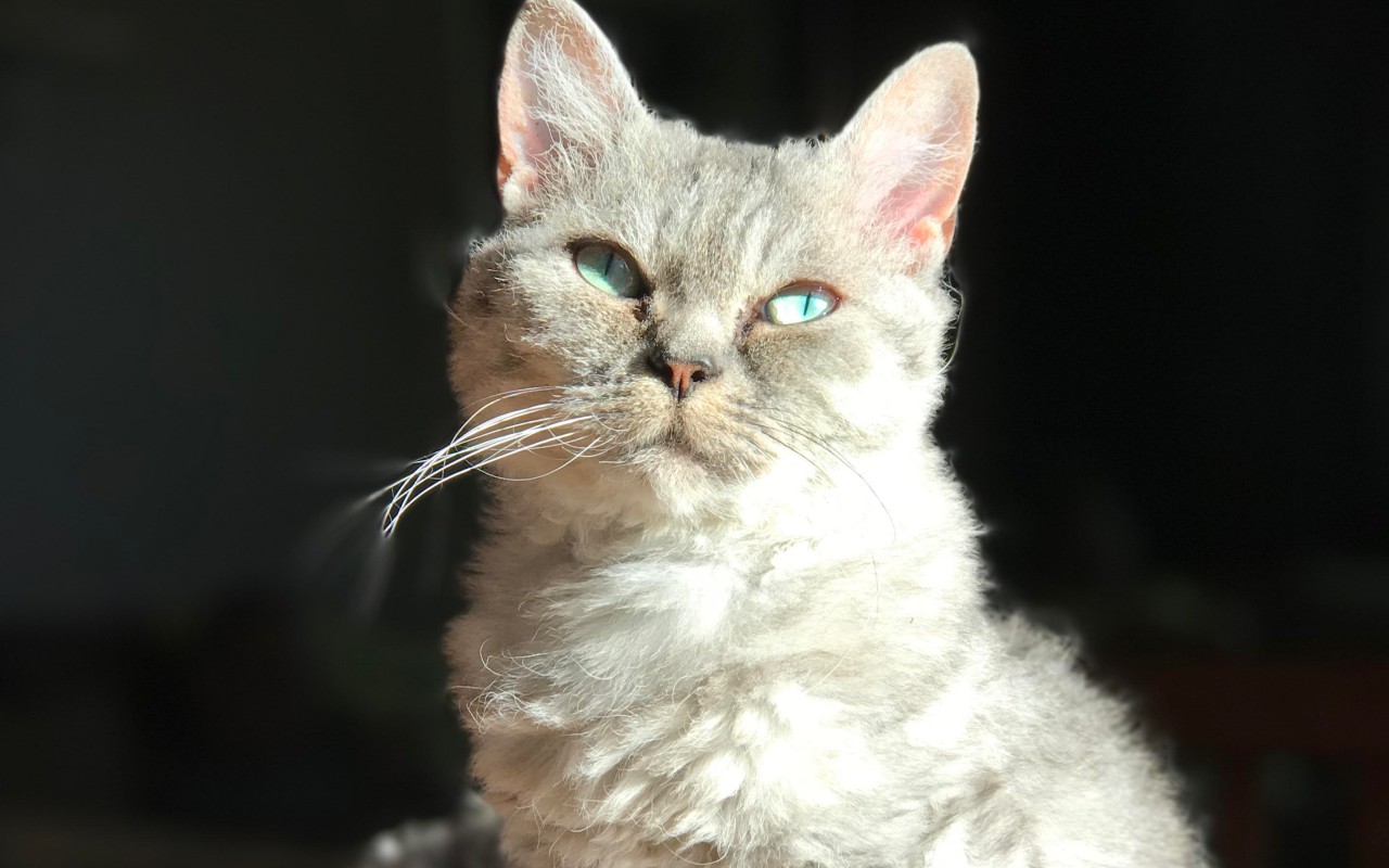 gatto con il pelo chiaro e gli occhi verdi