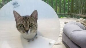 Vuole sopprimere la sua gatta per non spendere altri soldi per lei: il veterinario gli dà quello che si merita