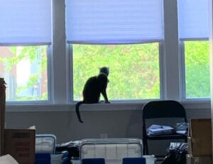 12 foto di gatti guardiani che non si allontanano dal loro posto di vedetta alla finestra