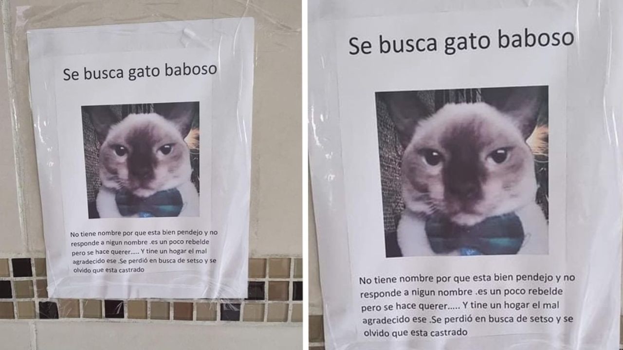 Manifesto gatto scomparso