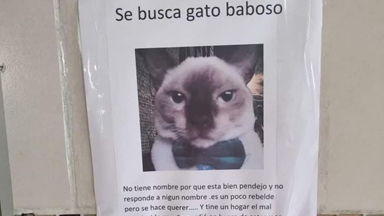 Gatto ricercato